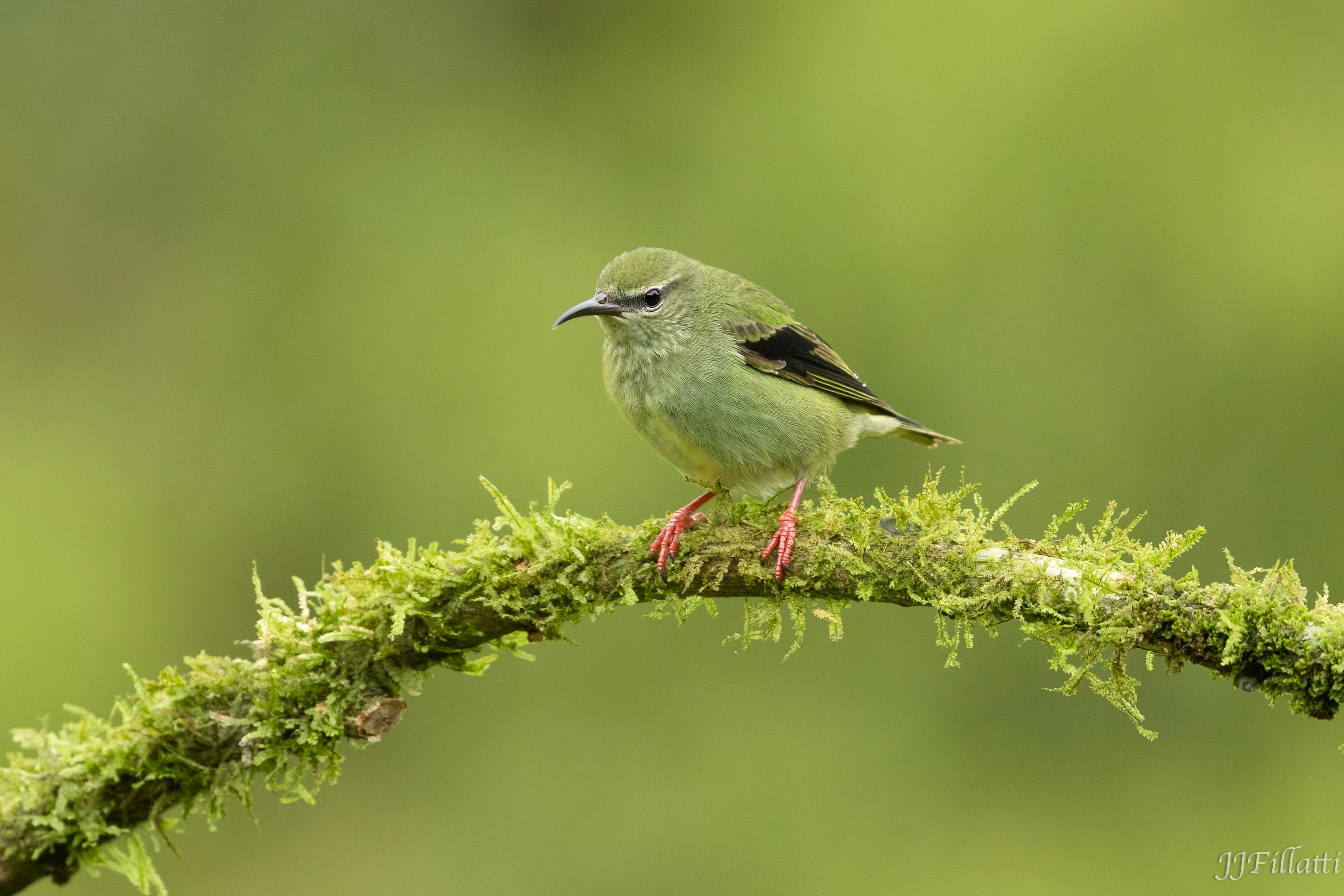 bird of Costa Rica image 16